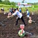 Presiden RI Joko Widodo (Jokowi) menjajal menanam jagung di Kelurahan Klamesen, Kabupaten Sorong, Papua Barat, Senin (4/10/2021). (ANTARA/HO-Agus Suparto)