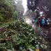 AMBON: Sebuah pohon besar di jalan Kapitan Piere Tandean Halong Kecamatan Baguala Tumbang akibat Longsor, Jumat (8/7/2022)